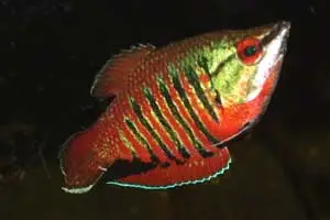 Vaillants chokoladegurami (Sphaerichthys vaillanti)